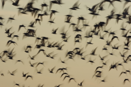 Arctic, common and least terns in a mixed group in flight against the sunset. New York, USA