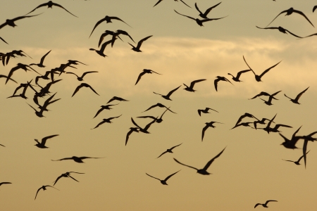 Arctic, common and least terns in a mixed group in flight against the sunset. New York, USAの写真素材