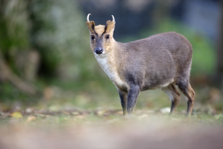 Chinese muntjac, Muntiacus reevesi, male, Walesの写真素材