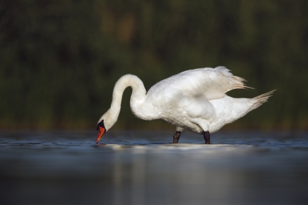 Mute swan, Cygnus olor, single bird standing in shallow water, New York, USA                   の写真素材