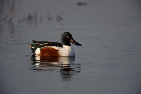 Northern shoveler, Anas clypeata, male on water, London, UK                の写真素材