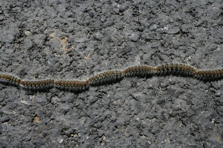 Pine Processionary Moth caterpillar, Thaumetopoea pityocampa, Spain, springの写真素材