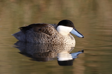 Puna teal, Anas puna, native to South America                     の写真素材