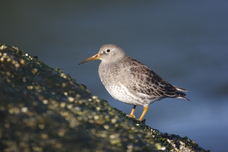 Purple sandpiper, Calidris maritima, Single bird on rock by sea, New Jersey, USA, Winter             の写真素材