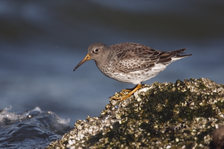 Purple sandpiper, Calidris maritima, Single bird on rock by sea, New Jersey, USA, Winter             の写真素材