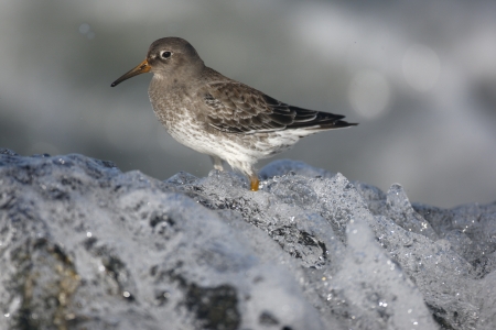 Purple sandpiper, Calidris maritima, Single bird on rock by sea, New Jersey, USA, Winter             の写真素材