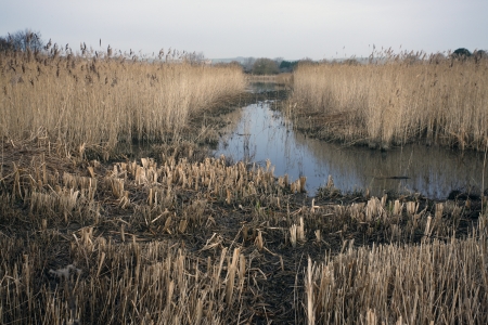 Radipole lake, RSPB Reserve, By Weymouth, Dorset