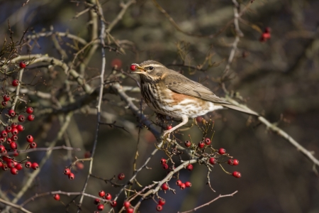 Redwing Turdus iliacus, On berries, Midlands, winter                の写真素材
