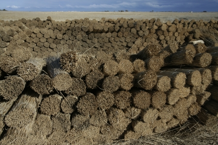 Cut reeds, southern Franceの写真素材
