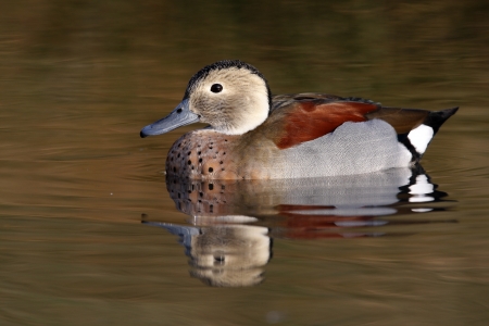 Ringed teal or ring necked teal, Callonetta leucophrys, male, native to South America         の写真素材