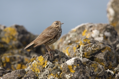 Rock pipit, Anthus petrosus, single bird on rock,  Scotland, June 2008              の写真素材