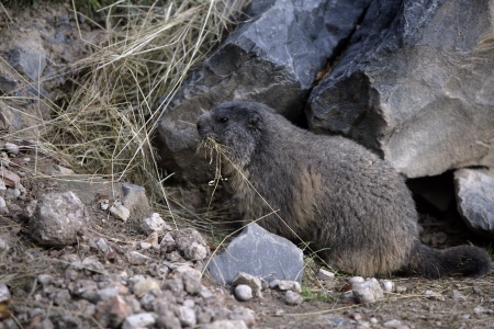 Alpine marmot, Marmota marmota in  Franceの写真素材
