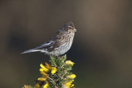 Twite, Carduelis flavirostris, single bird on gorse, Hebrides Scotland, June 2008の写真素材