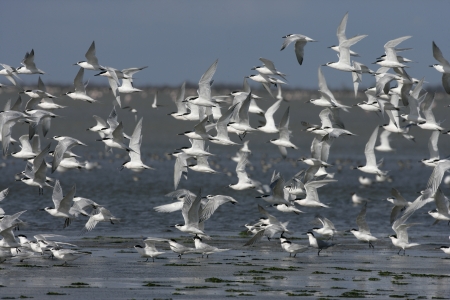 Sandwich tern, Sterna sandvicensis, flock, Camargue, France, Spring           