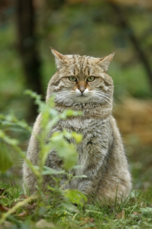 Scottish wildcat, Felis silvestris, single cat, captiveの写真素材