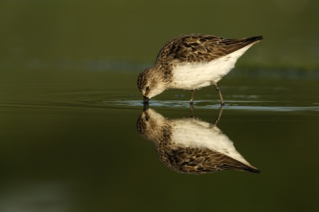 Semipalmated sandpiper, Calidris pusilla, New York, USA, summer              の写真素材