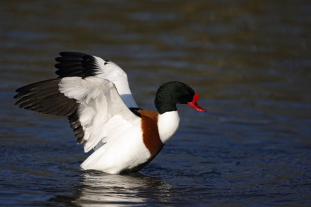 Shelduck, Tadorna tadorna, bathing, Gloucestershire, UK               