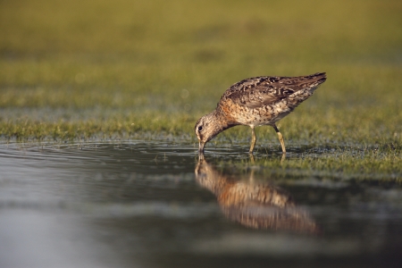 Short-billed dowitcher, Limnodromus griseus, in water in New York, USA, summer           の写真素材