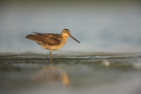 Short-billed dowitcher, Limnodromus griseus, in water in New York, USA, summer           の写真素材