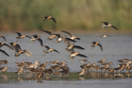 Short-billed dowitcher, Limnodromus griseus, group in water in New York, USA, summer           の写真素材