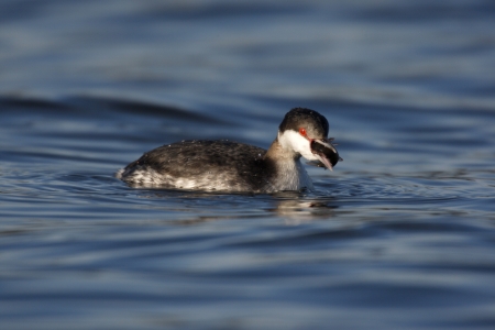 Slavonian grebe, Podiceps auritus, Staffordshire, winter              の写真素材
