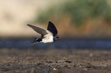 Swallow, Hirundo rustica in flight, Spainの写真素材