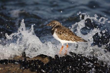 Turnstone, Arenaria interpres, Single bird standing in wave crashing on rock by the sea, New Jersey, USAの写真素材