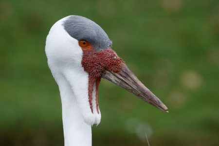 Wattled crane, Grus carunculatus, head detail, captive             の写真素材