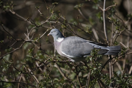WOOD PIGEON, Columba palumbus, UKの写真素材