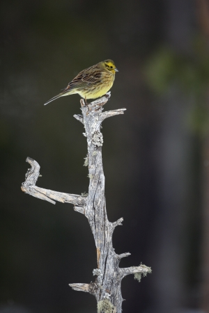 Yellowhammer Emberiza citrinella, Finland, winter         の写真素材
