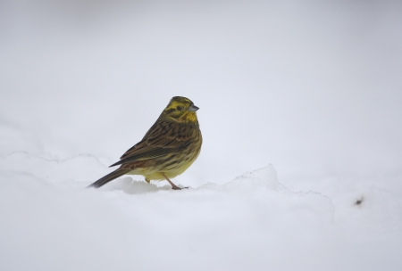 Yellowhammer Emberiza citrinella, Finland, Winter           の写真素材