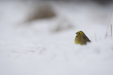 Yellowhammer Emberiza citrinella, Finland, Winter           の写真素材