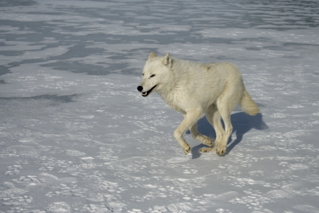 Arctic wolf, Canis lupus arctos, single mammal on snow, captive
