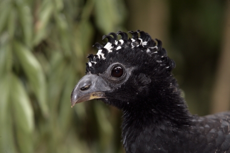 Bare-faced cusassow, Crax fasciolata, male in Brazil
の写真素材