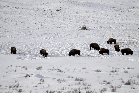 Bison, Bison bison, Yellowstone, USAの写真素材