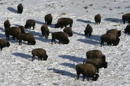 Bison, Bison bison, Yellowstone, USAの写真素材