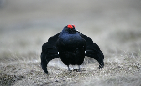 Black grouse, Tetrao tetrix, single male in Swedenの写真素材