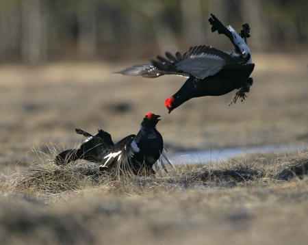Black grouse, Tetrao tetrix, two males fighting at a lek,  Swedenの写真素材