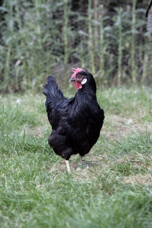 Black leghorn, Domestic breed of fowl, Warwickshireの写真素材