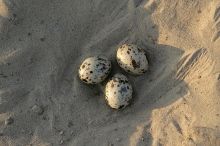 Black skimmer, Rynchops niger, eggs in nest, Brazilの写真素材