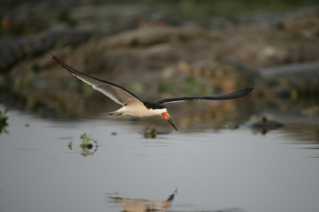 Black skimmer, Rynchops niger, single bird in flight, Brazilの写真素材