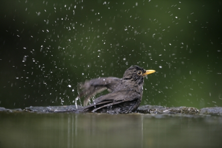 Blackbird, Turdus merula,single male at water, Hungary, の写真素材