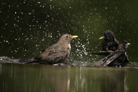 Blackbird, Turdus merula,single female at water, Hungary, の写真素材