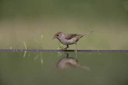 Blackcap, Sylvia atricapilla, single female by water, Hungaryの写真素材