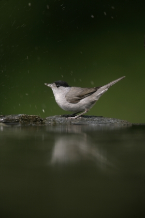 Blackcap, Sylvia atricapilla, single male by water, Hungaryの写真素材