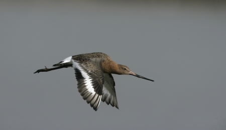 Black-tailed godwit, Limosa limosa, single bird in flight, Dorset
