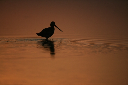 Black-tailed godwit, Limosa limosa, single bird against sunset, Hungaryの写真素材