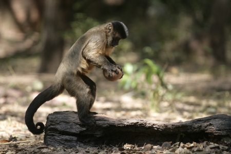 Brown capuchin or black-striped capuchin or bearded capuchin, Cebus libidinosus, Breaking open nut...