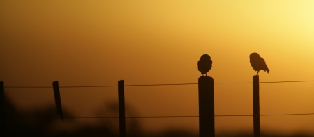 Burrowing owl, Speotyto cunicularia, two owls on fence at sunset, Brazilの写真素材