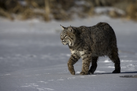 Canadian lynx, Lynx canadensis, single cat in snow, の写真素材
